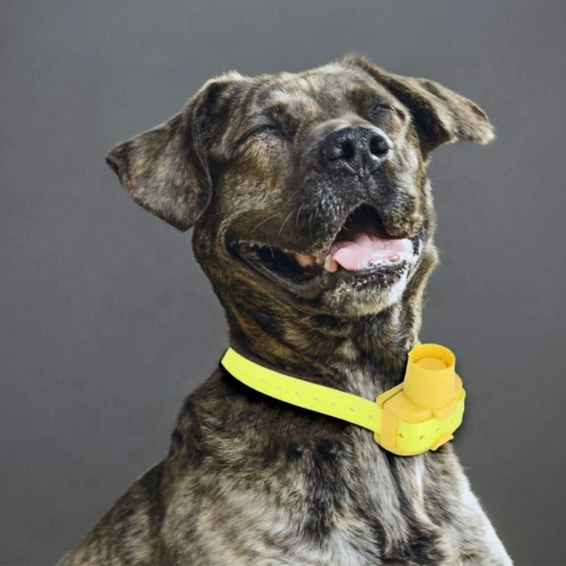 Ulepszone obroże z beeperem dl – Outdoor Hunting Dog Collar recenzja i cena